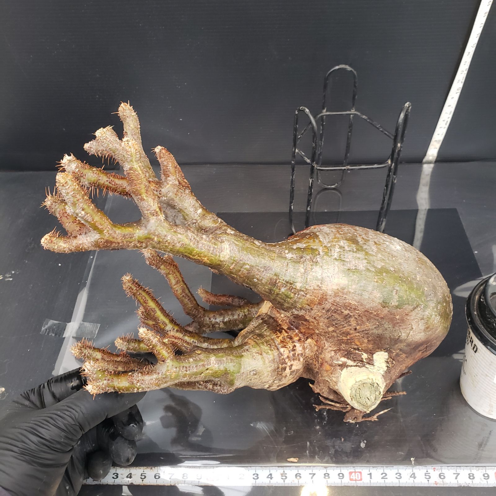 F459【最新到着】Pachypodium グラキリス（ML)（現地球・抜き苗