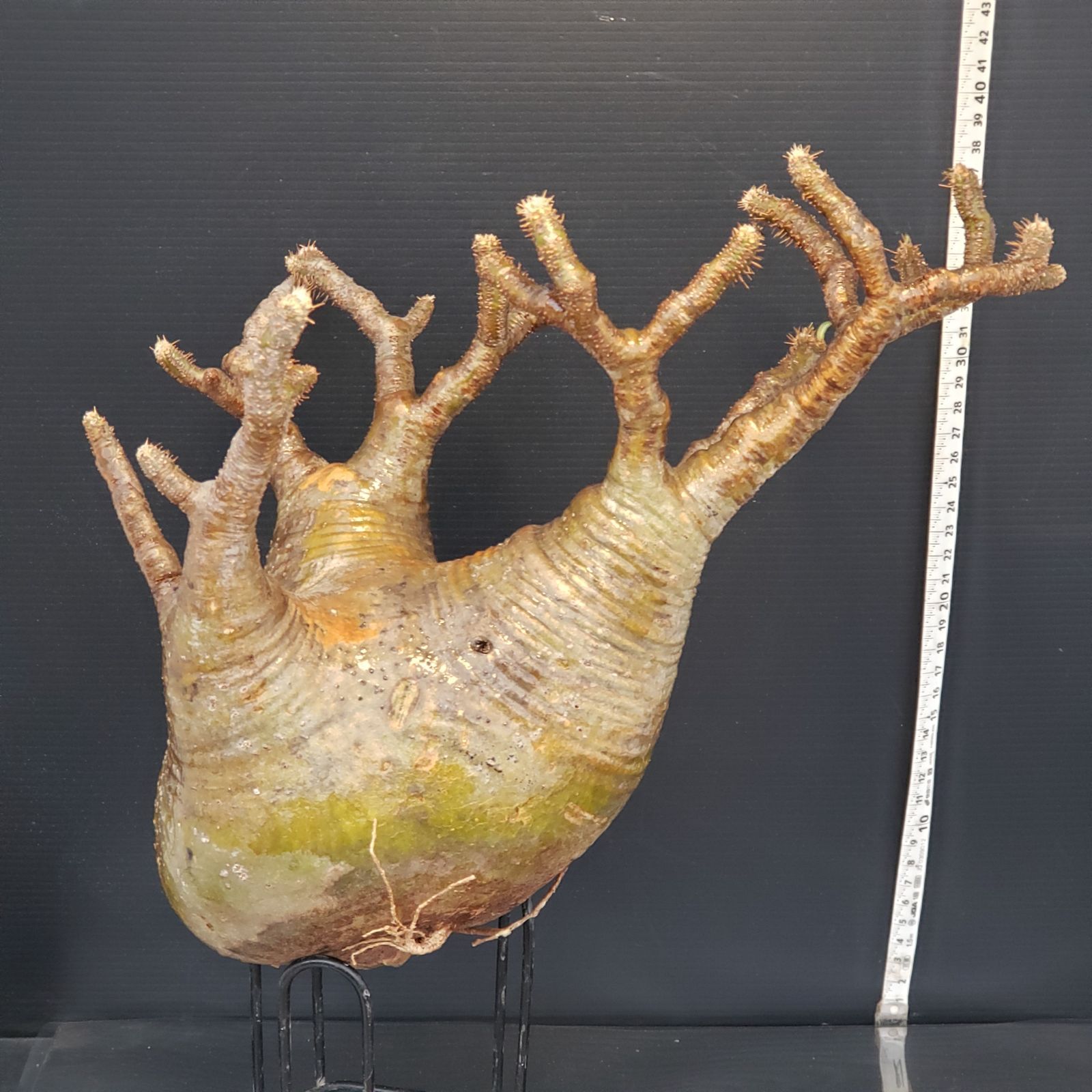 F474【最新到着】Pachypodium グラキリス（L)（現地球・抜き苗）【塊根