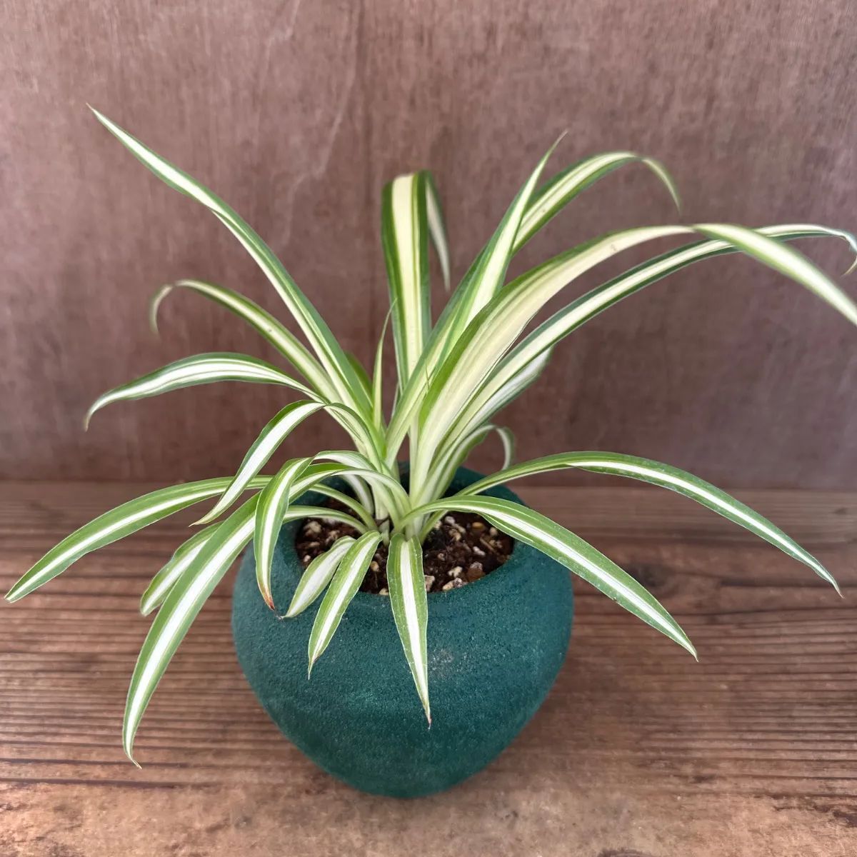 観葉2種セット オリヅルラン・ホヤパーフェクトグリーン リサイクル鉢