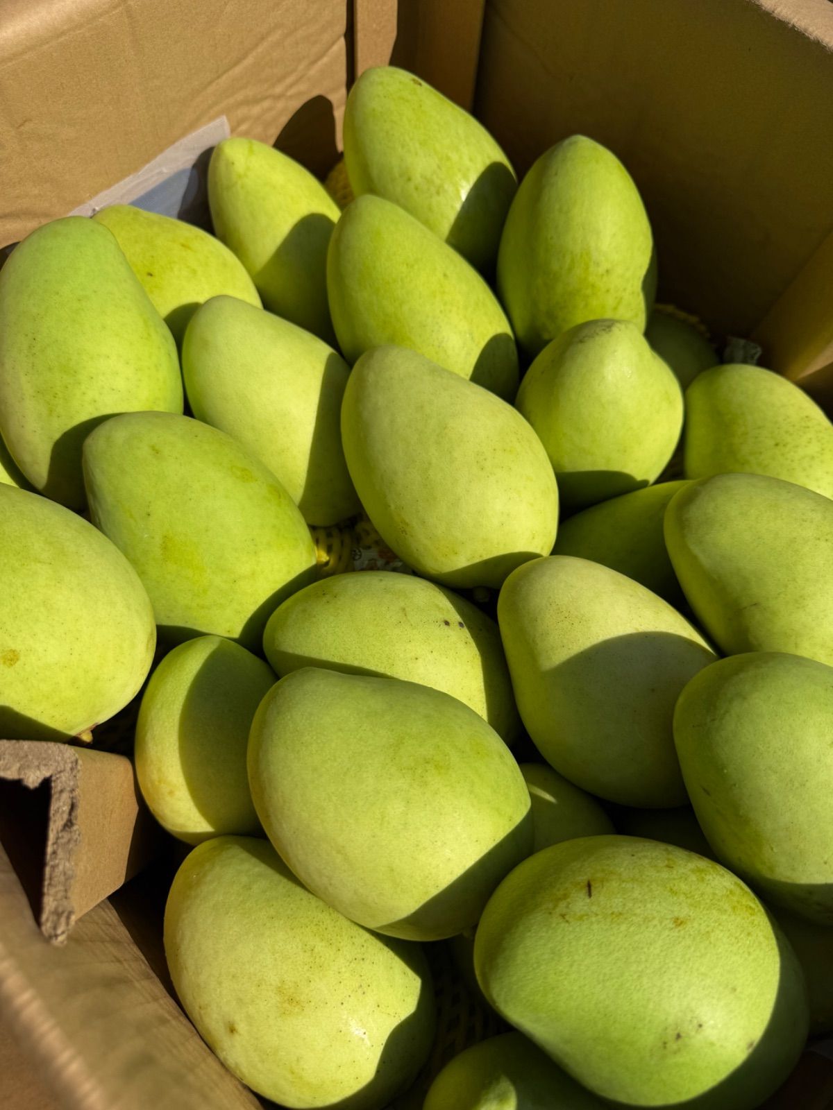 🥭ベトナム産グリーンマンゴー5kg 冷蔵配送 - メルカリ