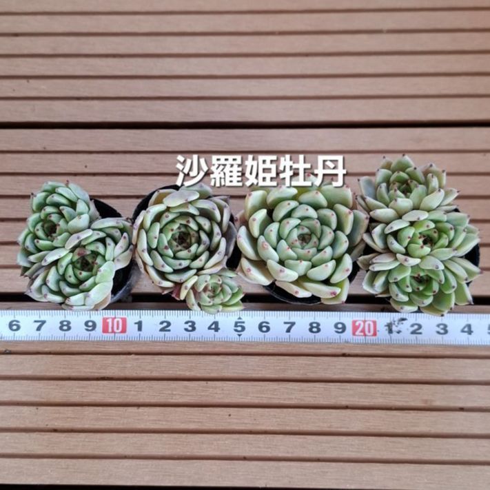 多肉植物『沙羅姫牡丹』セット - メルカリ 多肉植物『沙羅姫牡丹』セット - メルカリ