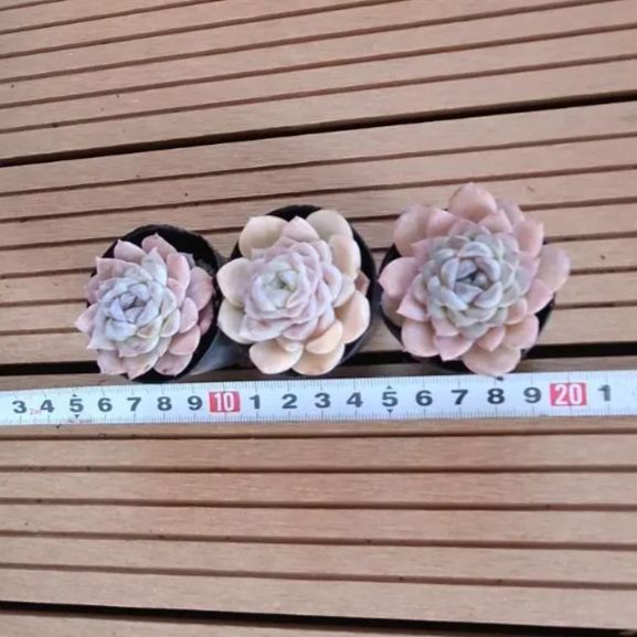 専用！！ - メルカリ