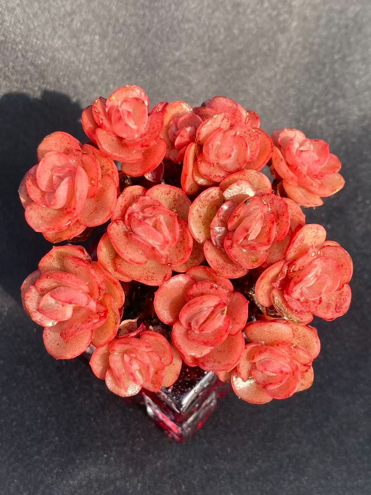 スヨン 抜き苗 クリスタル鉢付き 多肉植物 第四種郵便で発送