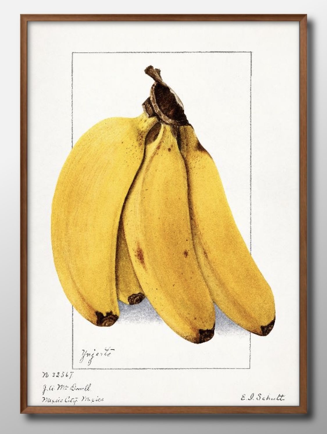 07294フルーツ バナナ ビンテージイラスト A3 サイズ ポスター アート