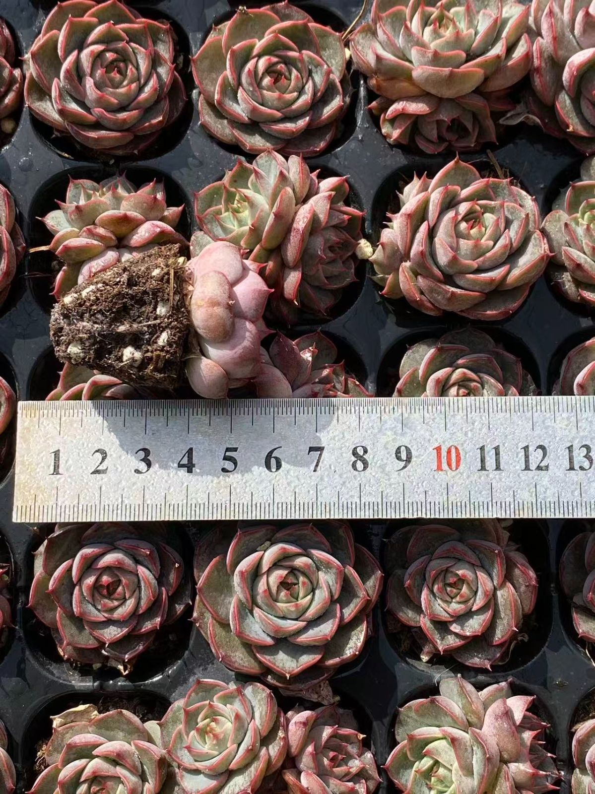 新発売 XP27 ブルーバード 72苗セット 土と根付き 多肉植物 エケベリア