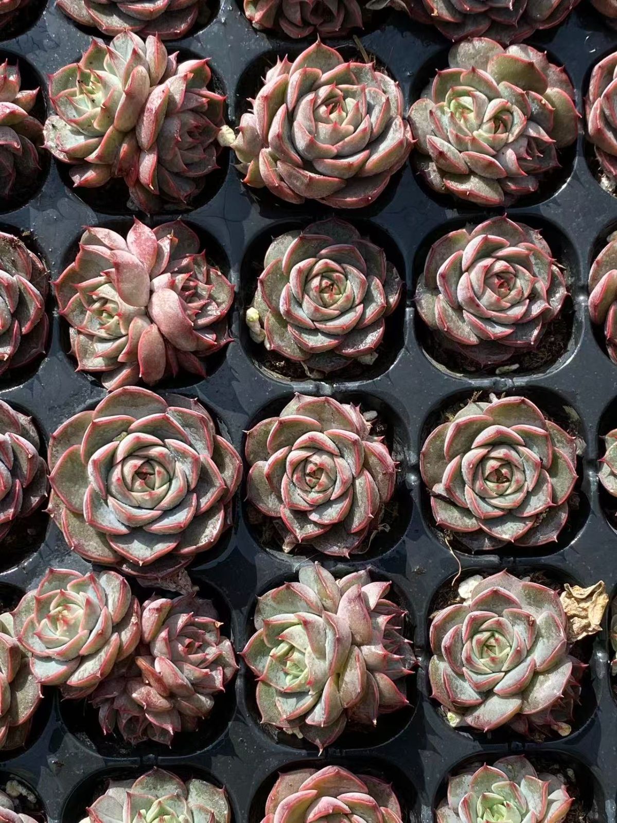 新発売 XP27 ブルーバード 72苗セット 土と根付き 多肉植物 エケベリア