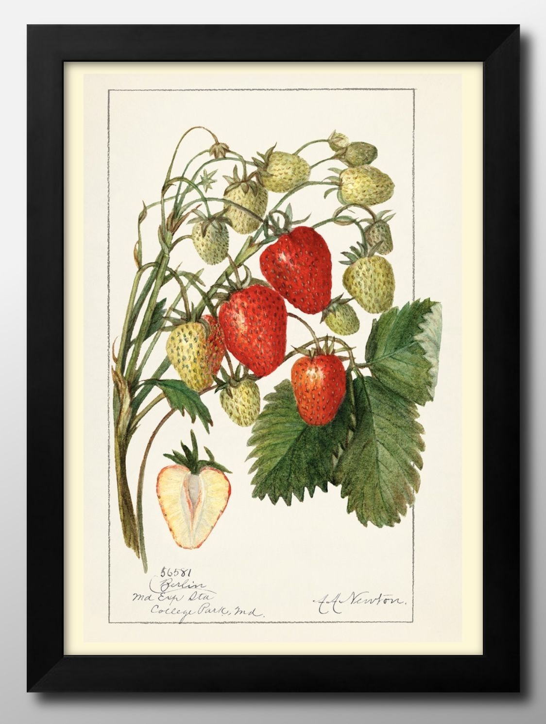 10376苺 イチゴ Strawberries ビンテージ A3 サイズ ポスター アート