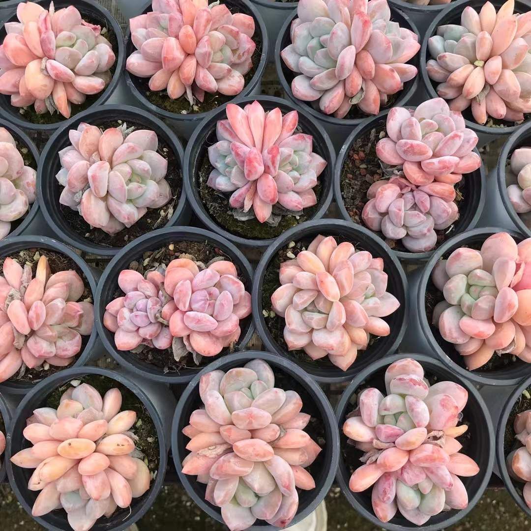 ピンクパールねこやなぎ♡抜き苗② ピンクパールねこやなぎ♡抜き苗②