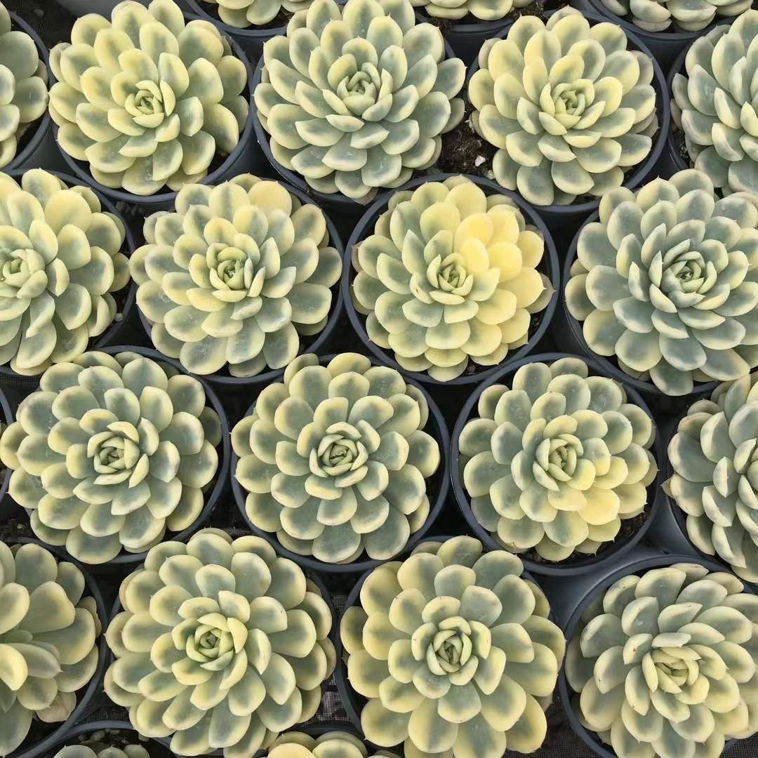 18株の抜き苗セット】イチゴアイス錦 多肉植物 佐川急便発送