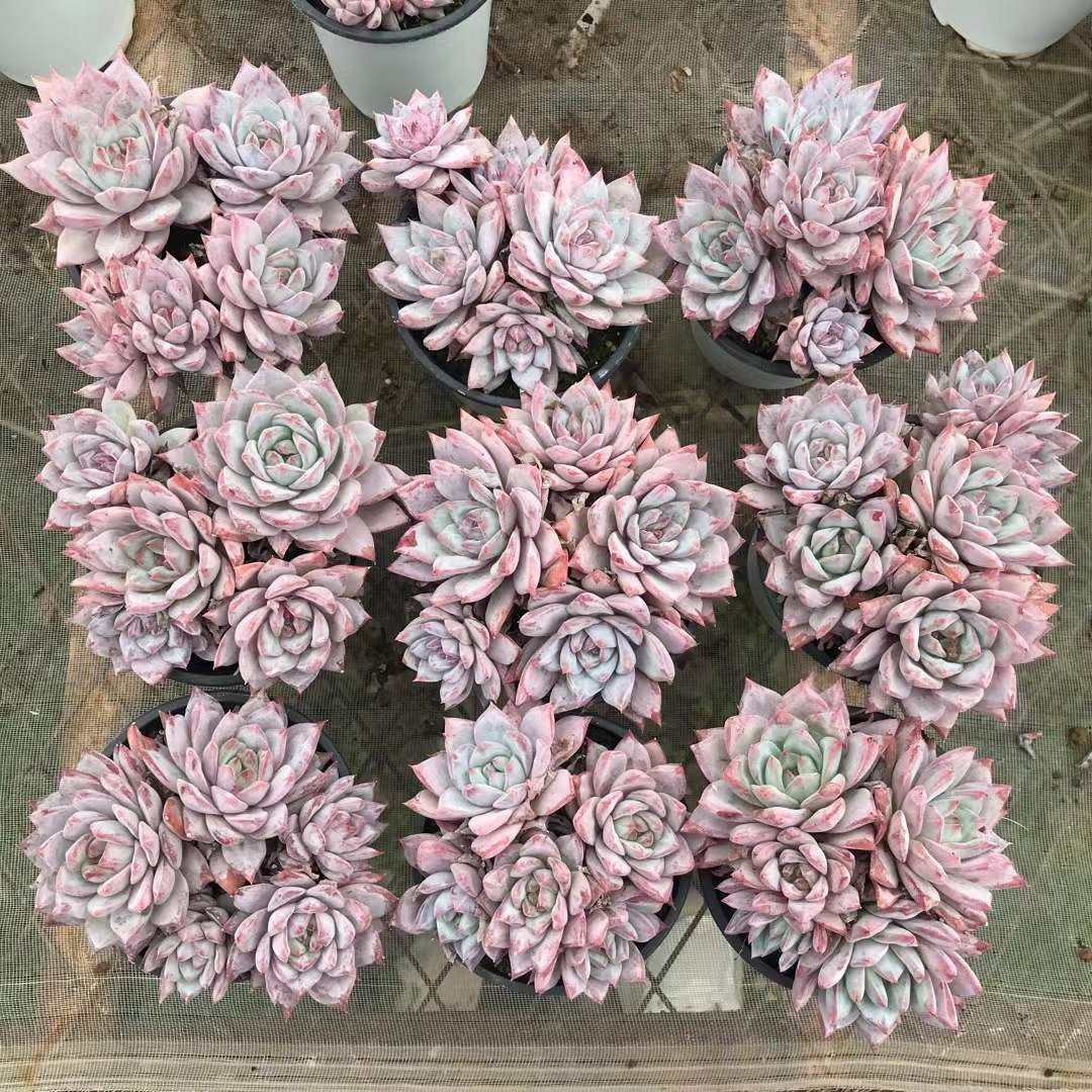 18株の抜き苗セット】ブルーバード（5頭～6頭） 多肉植物 佐川急便