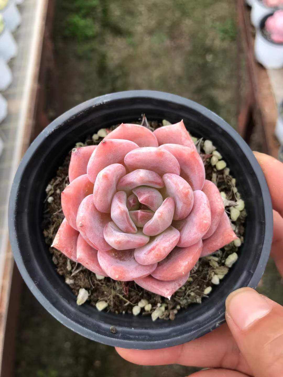 18株の抜き苗セット】ピンクゼリー 多肉植物 佐川急便発送 エケベリア