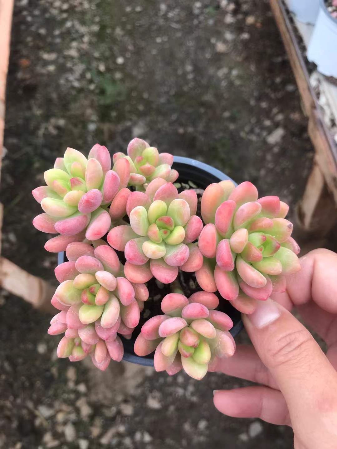 新発売 ZM319 シャングリラ 105苗セット 土と根付き 多肉植物