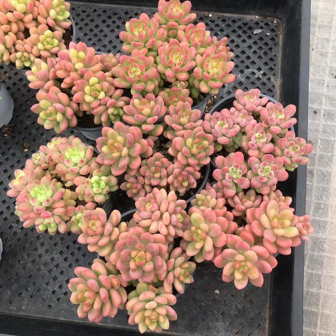 18株の抜き苗セット】シャングリラ(7頭～8頭） 多肉植物 佐川急便