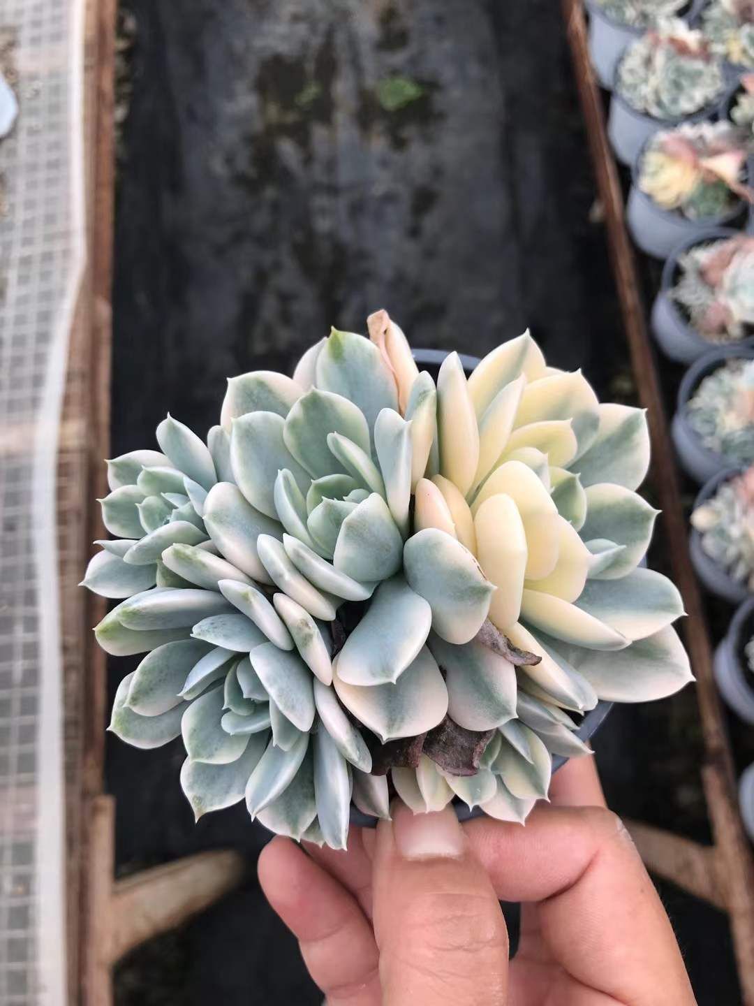 18株の抜き苗セット】ルンヨニー錦 多肉植物 佐川急便発送 エケベリア