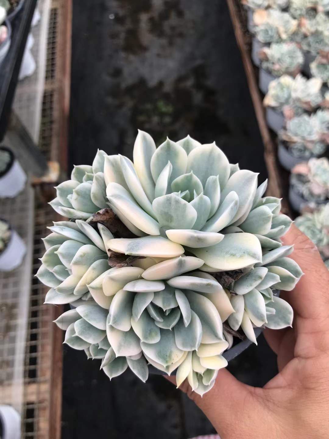 18株の抜き苗セット】ルンヨニー錦 多肉植物 佐川急便発送 エケベリア