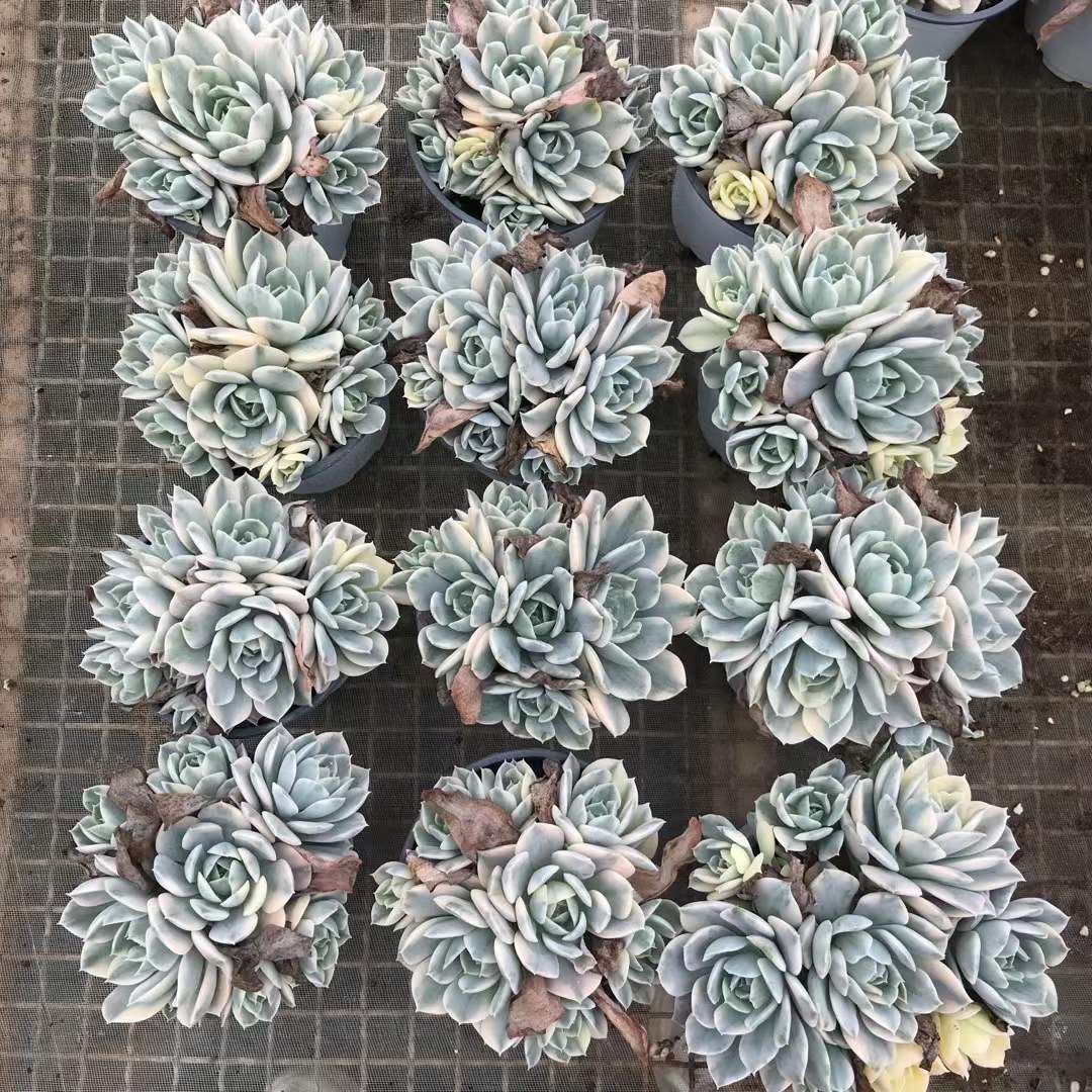 18株の抜き苗セット】ルンヨニー錦 多肉植物 佐川急便発送 エケベリア