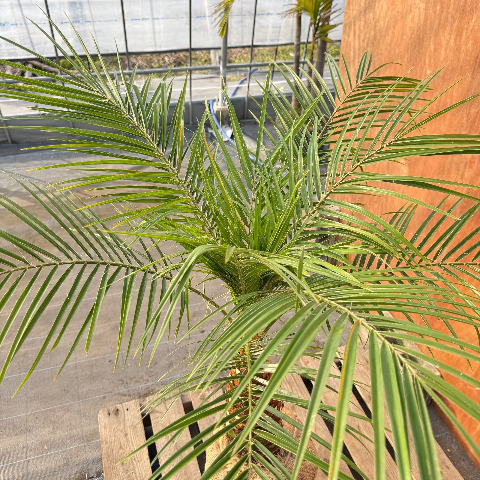 限定株】フェニックス・ロベレニー🌴 1本立ち 希少な極太幹✨ 葉先約