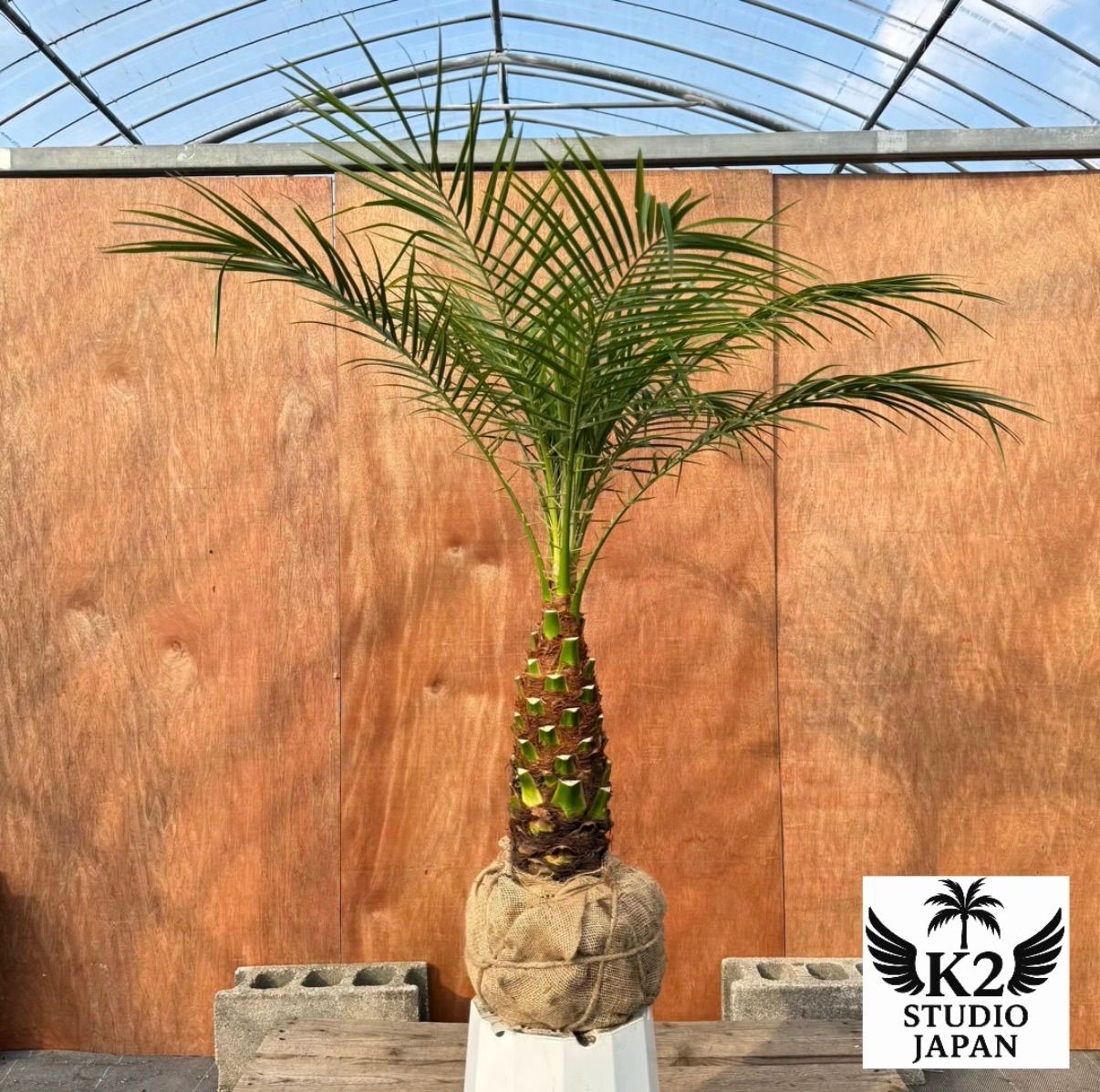 限定株】フェニックス・ロベレニー🌴 1本立ち 希少な極太幹✨ 葉先約