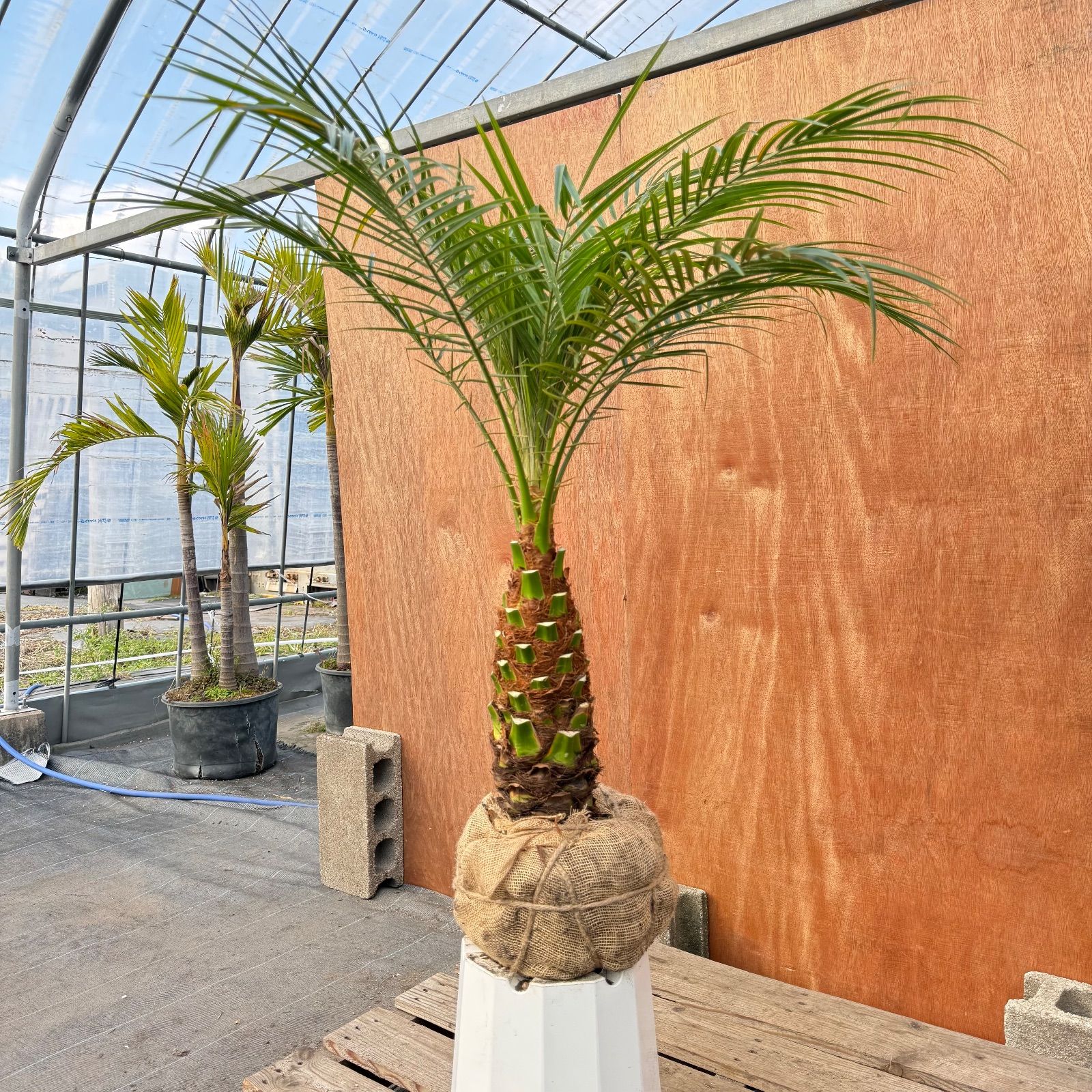 限定株】フェニックス・ロベレニー🌴 1本立ち 希少な極太幹✨ 葉先約