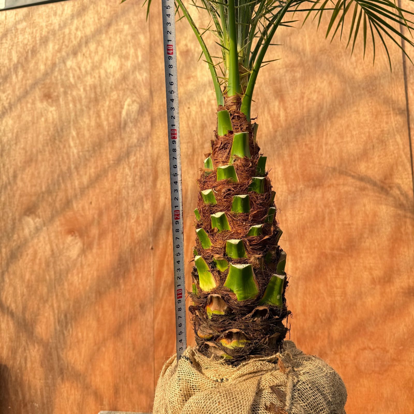 限定株】フェニックス・ロベレニー🌴 1本立ち 希少な極太幹✨ 葉先約