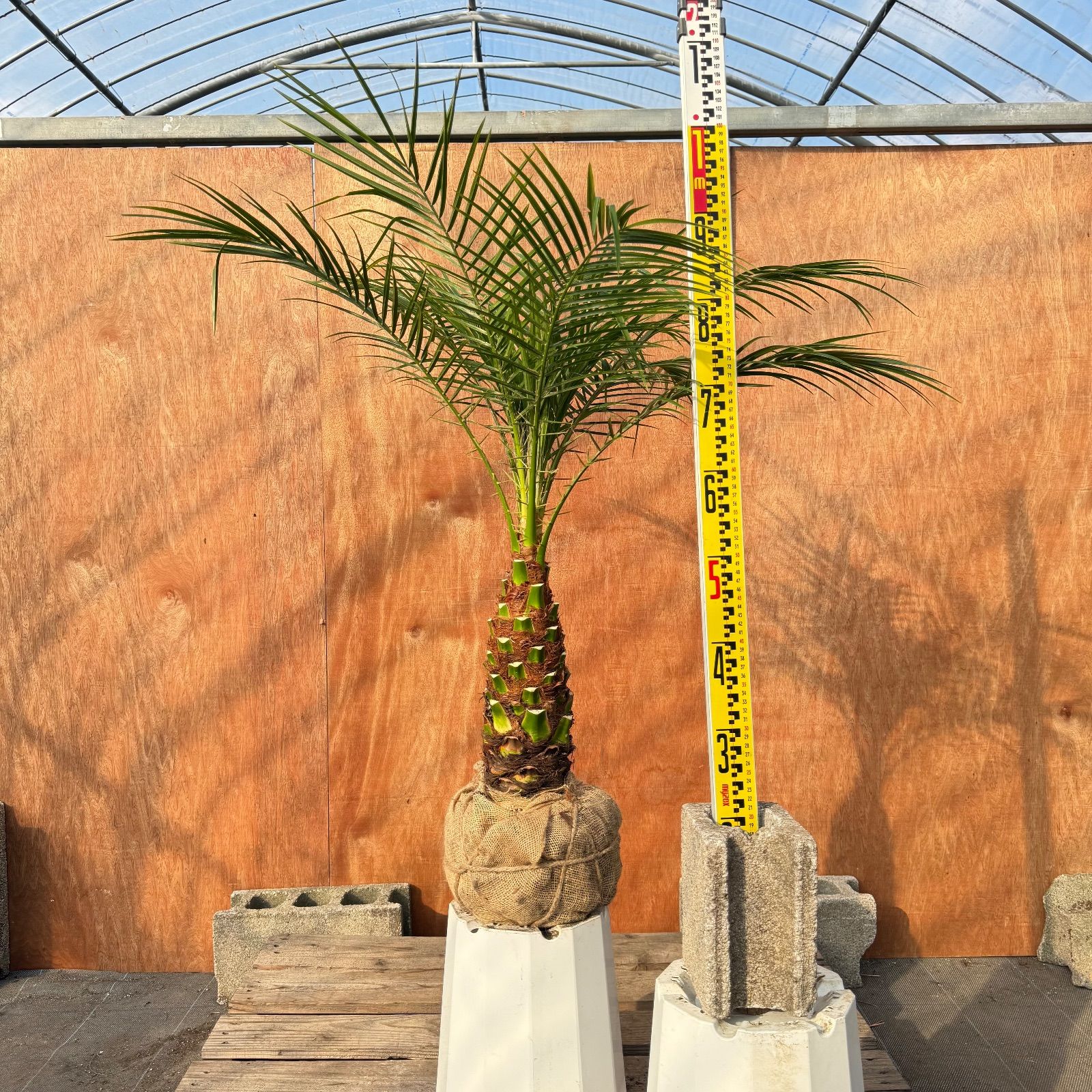 限定株】フェニックス・ロベレニー🌴 1本立ち 希少な極太幹✨ 葉先約