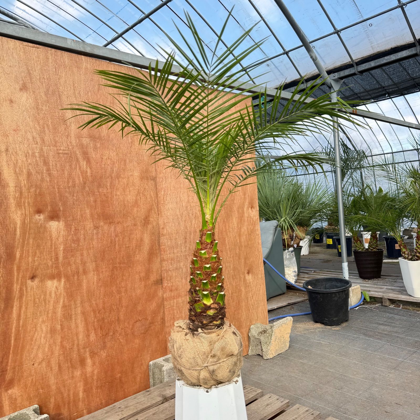 限定株】フェニックス・ロベレニー🌴 1本立ち 希少な極太幹✨ 葉先約