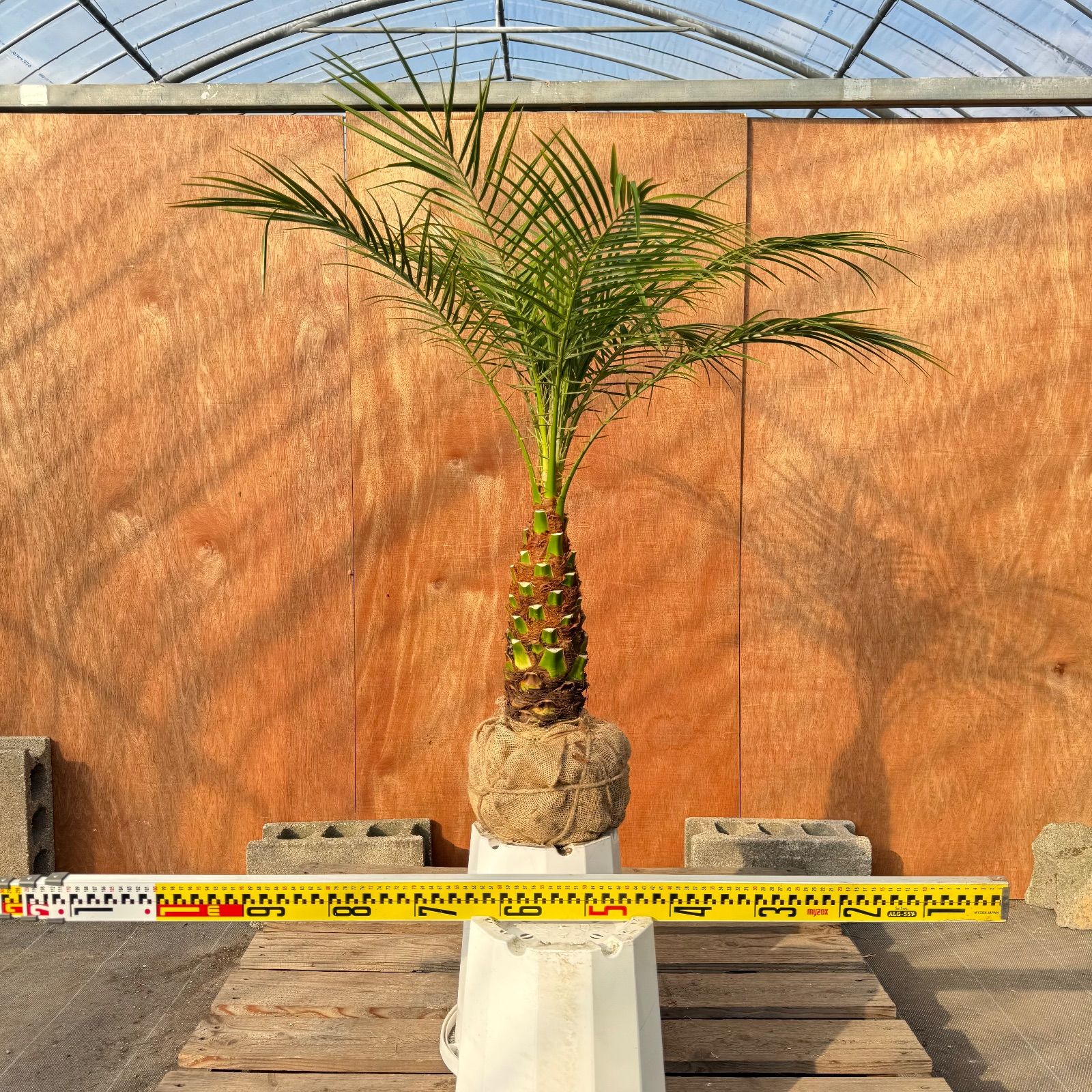 限定株】フェニックス・ロベレニー🌴 1本立ち 希少な極太幹✨ 葉先約