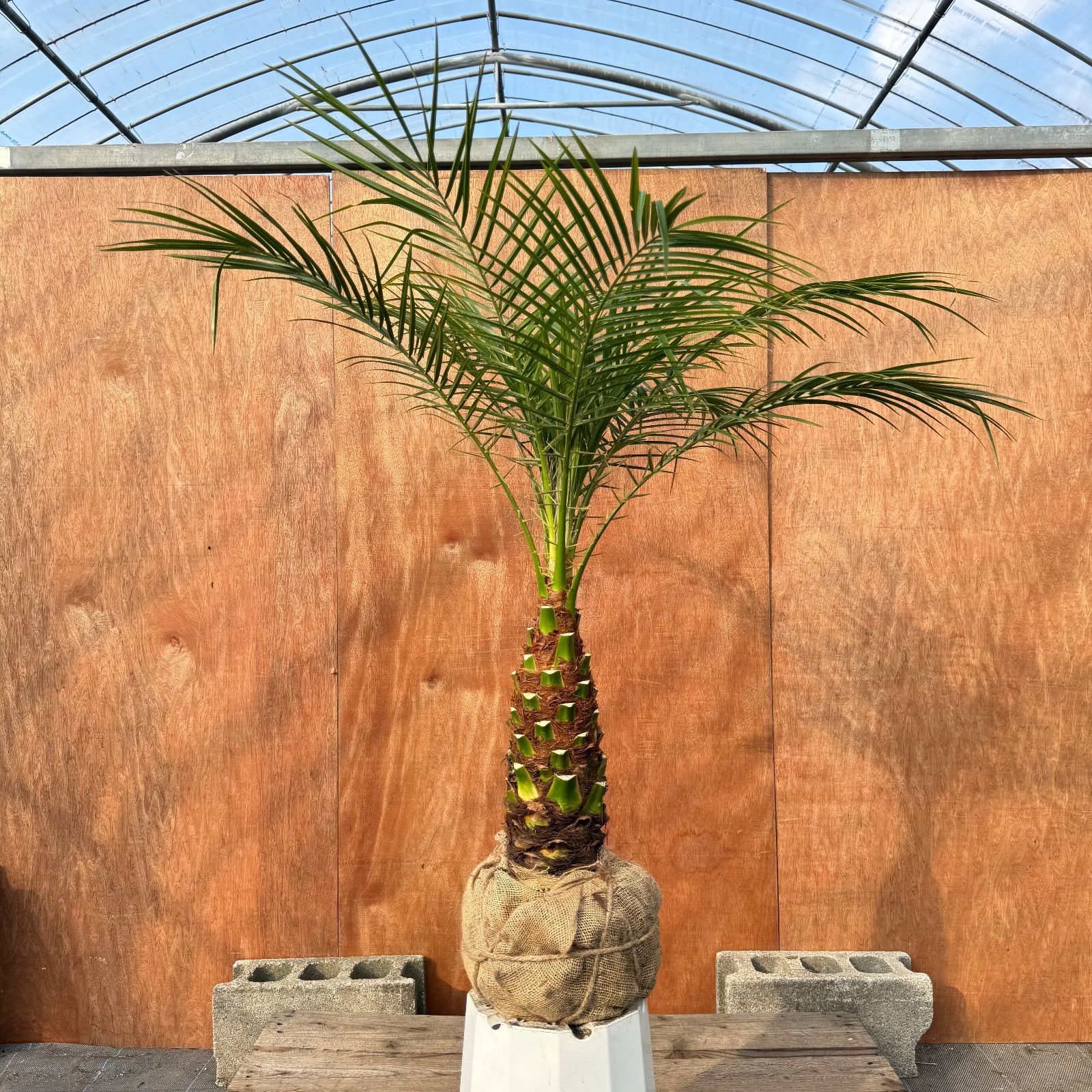 限定株】フェニックス・ロベレニー🌴 1本立ち 希少な極太幹✨ 葉先約