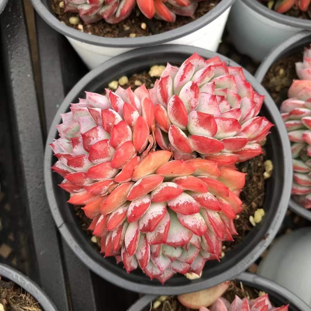 18株の抜き苗セット】砂漠ローズ(3頭～4頭) 多肉植物 佐川急便発送