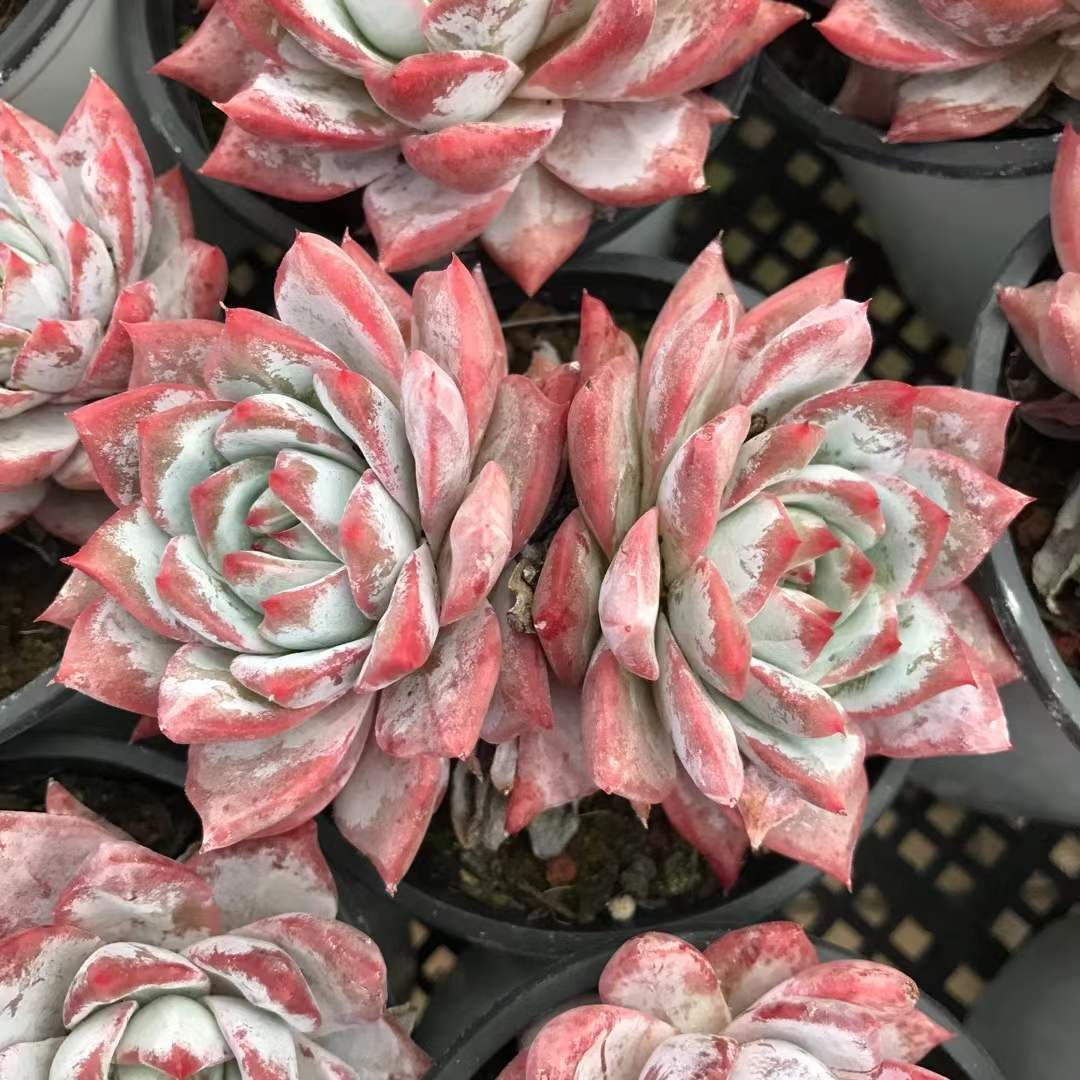 18株の抜き苗セット】ブルーバード2頭 多肉植物 佐川急便発送