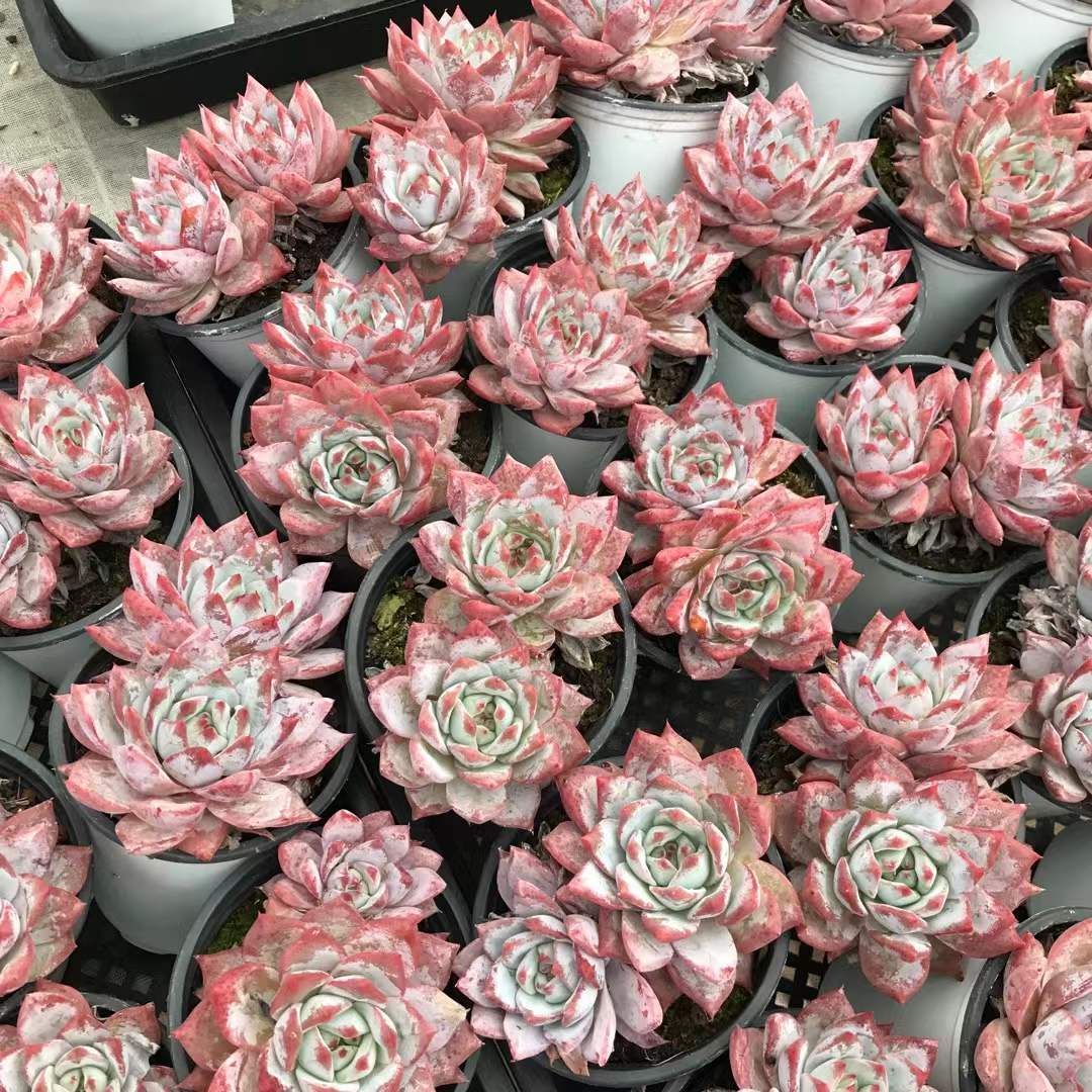 18株の抜き苗セット】ブルーバード2頭 多肉植物 佐川急便発送