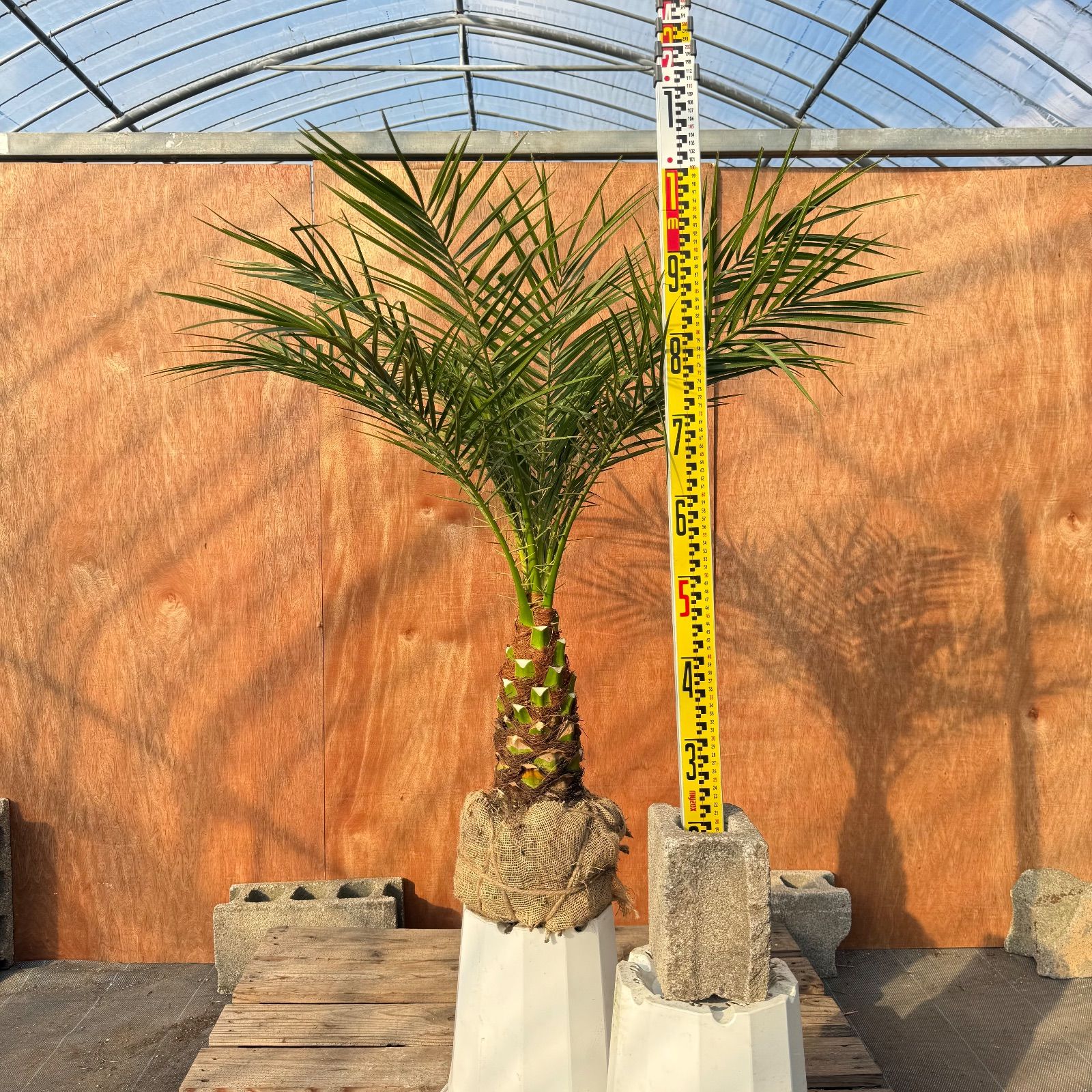 限定株】フェニックス・ロベレニー🌴 1本立ち 希少な極太幹✨ 葉先約