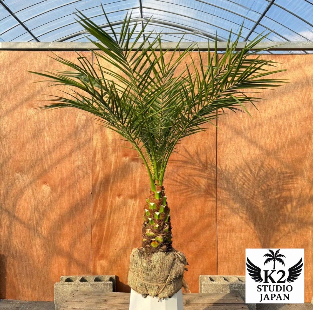 サ*マ様 【極太幹】フェニックス・ロベレニー 1本立ち 葉先80cm 希少株 サ*マ様 【極太幹】フェニックス・ロベレニー 1本立ち 葉先80cm 希少株