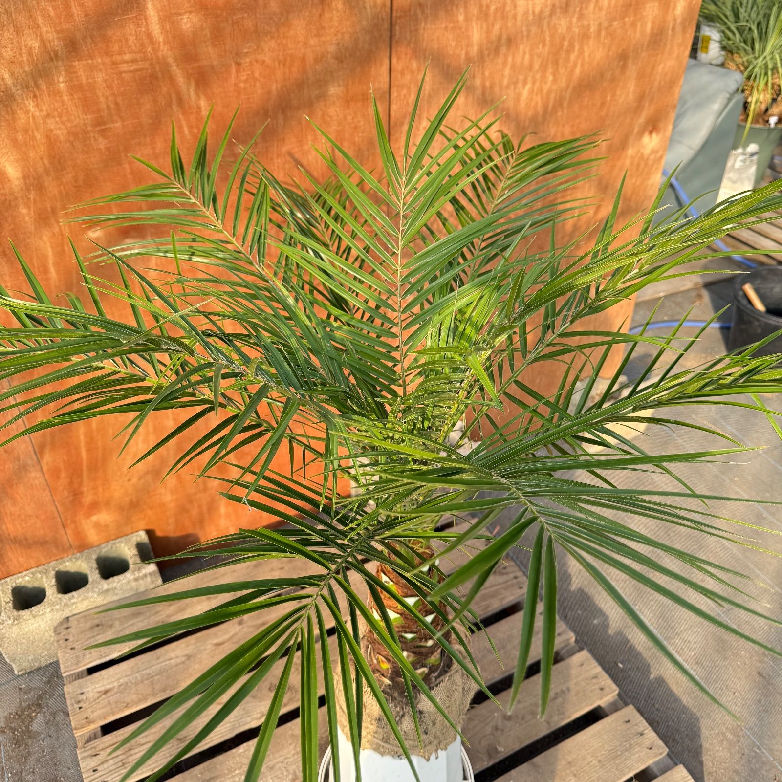 限定株】フェニックス・ロベレニー🌴 1本立ち 希少な極太幹✨ 葉先約