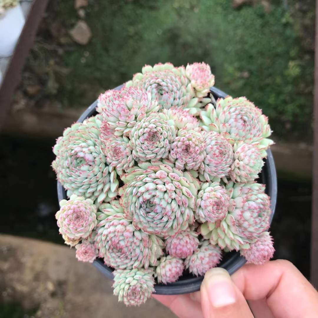 18株の抜き苗セット】ヴィンセント・カトー 多肉植物 佐川急便発送