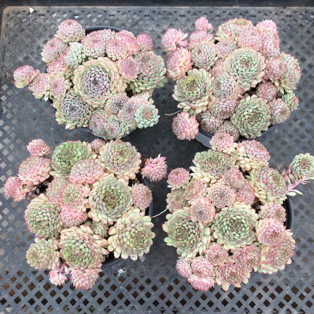 18株の抜き苗セット】ヴィンセント・カトー 多肉植物 佐川急便発送