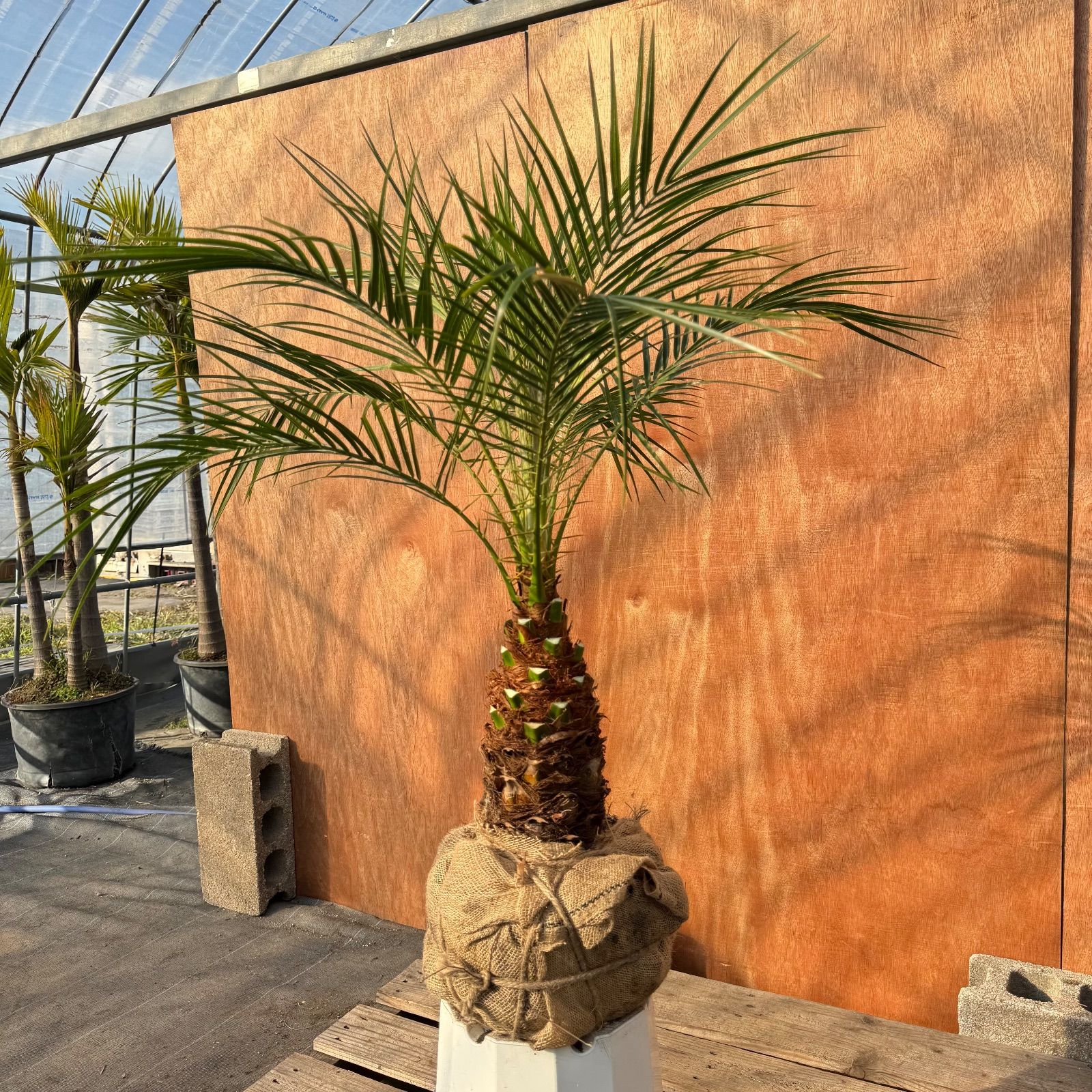 限定株】フェニックス・ロベレニー🌴 1本立ち 希少な極太幹✨ 葉先約