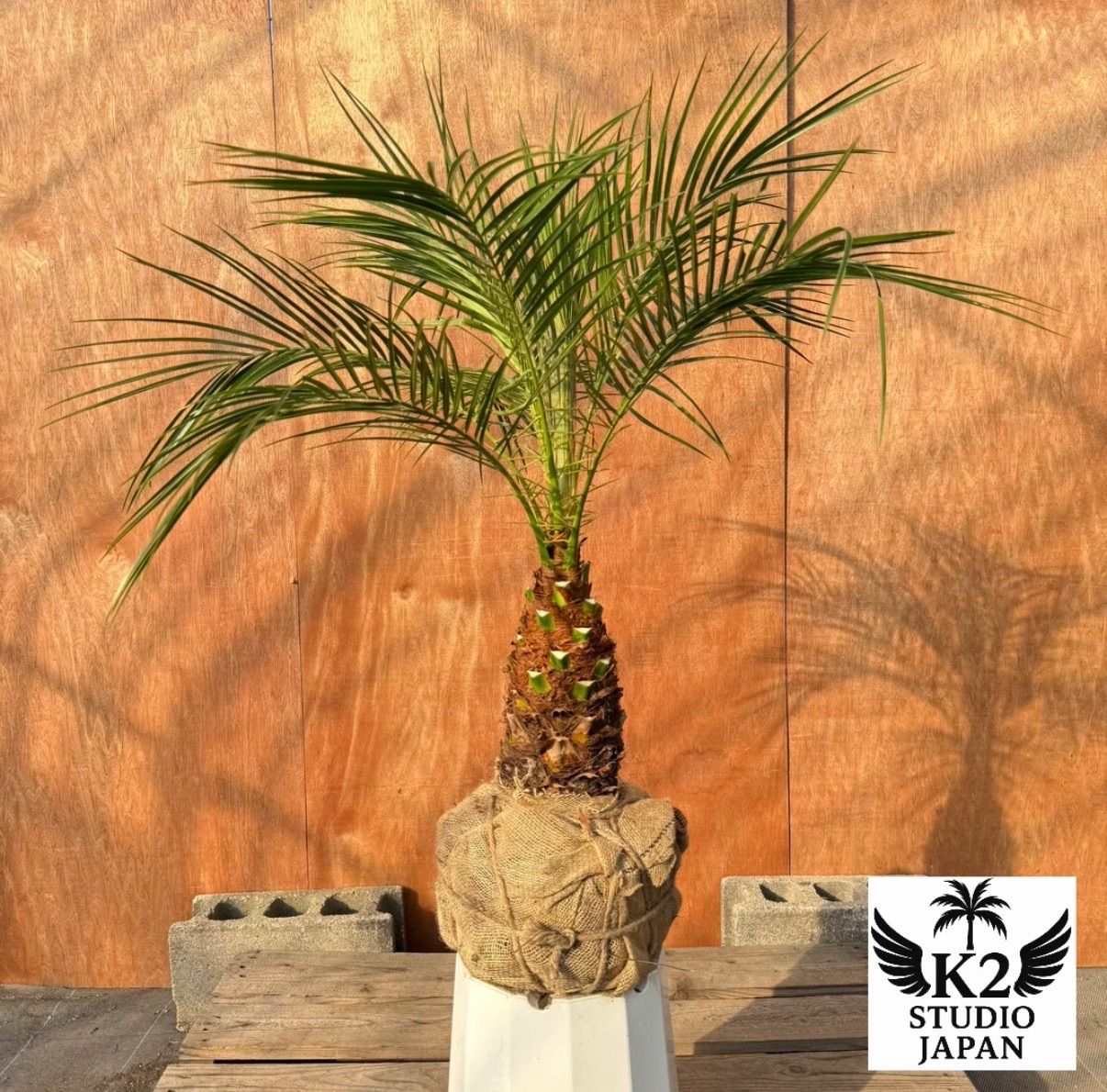 限定株】フェニックス・ロベレニー🌴 1本立ち 希少な極太幹✨ 葉先約 限定株】フェニックス・ロベレニー🌴 1本立ち 希少な極太幹✨ 葉先約