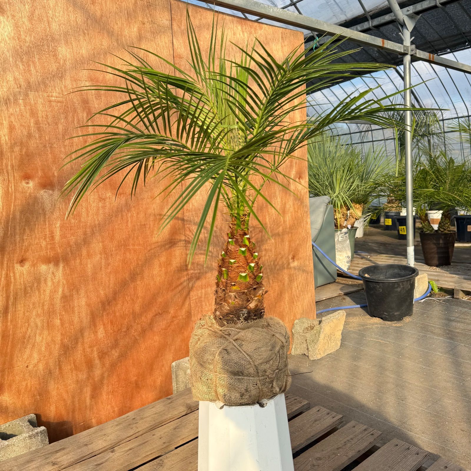 限定株】フェニックス・ロベレニー🌴 1本立ち 希少な極太幹✨ 葉先約