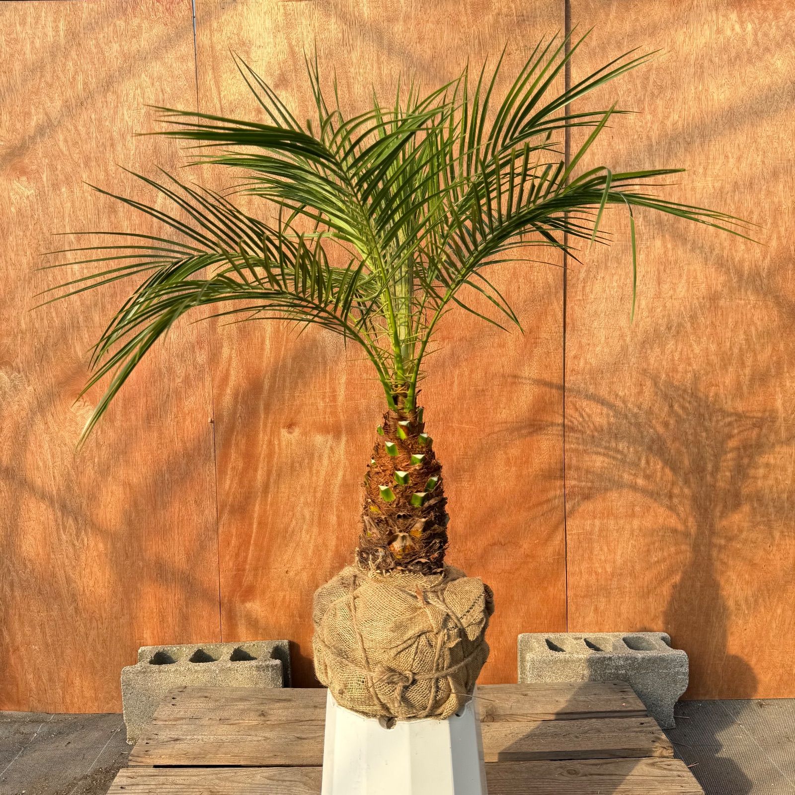 限定株】フェニックス・ロベレニー🌴 1本立ち 希少な極太幹✨ 葉先約