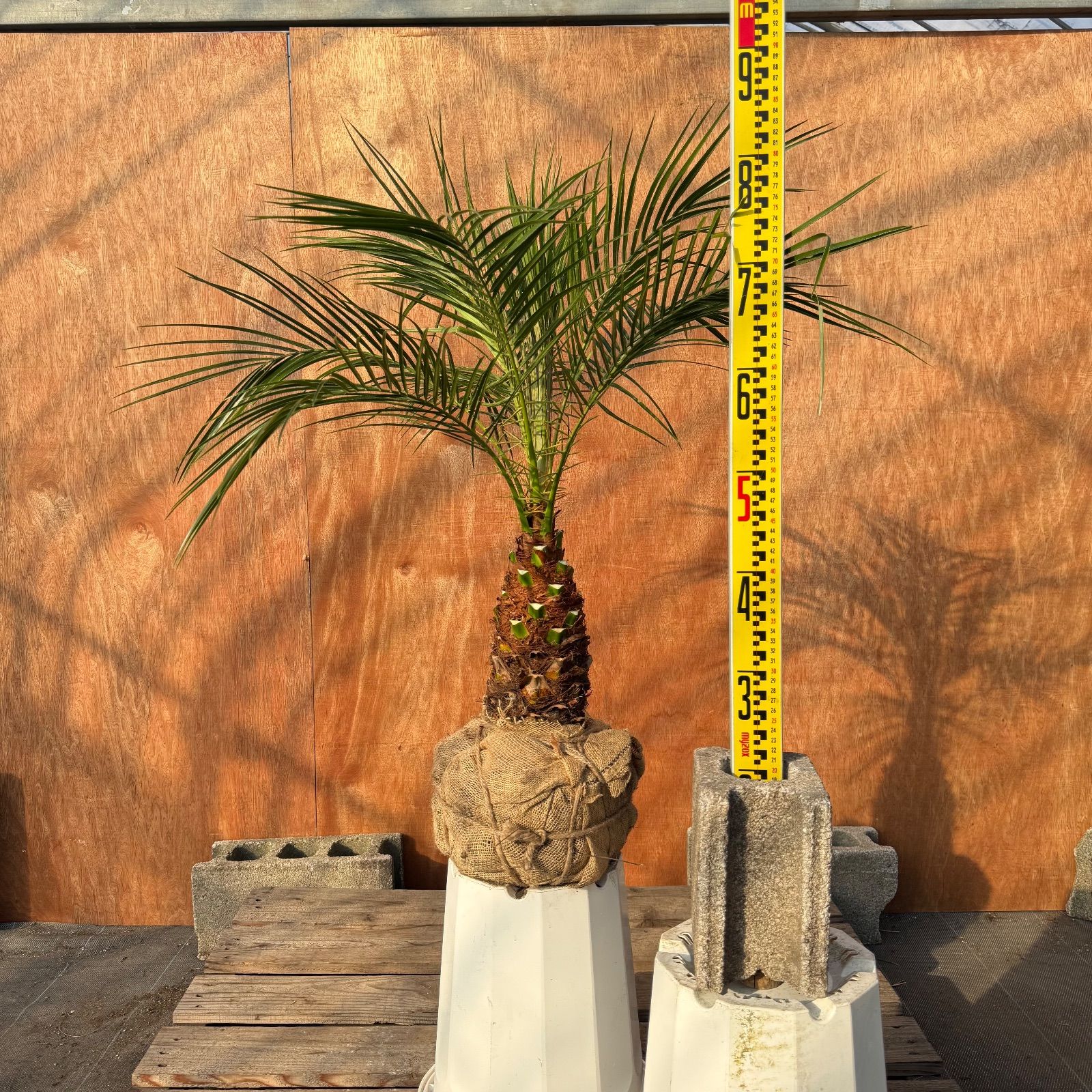 限定株】フェニックス・ロベレニー🌴 1本立ち 希少な極太幹✨ 葉先約 限定株】フェニックス・ロベレニー🌴 1本立ち 希少な極太幹✨ 葉先約