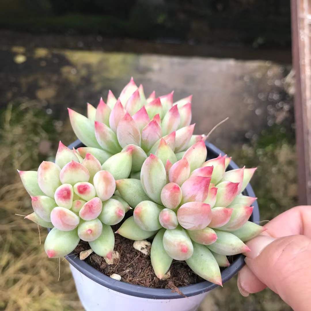 多肉植物　韓国苗　シーソルトミント　抜き苗 ソウルミント】の紹介ページ｜E-TANIKU（イータニク）