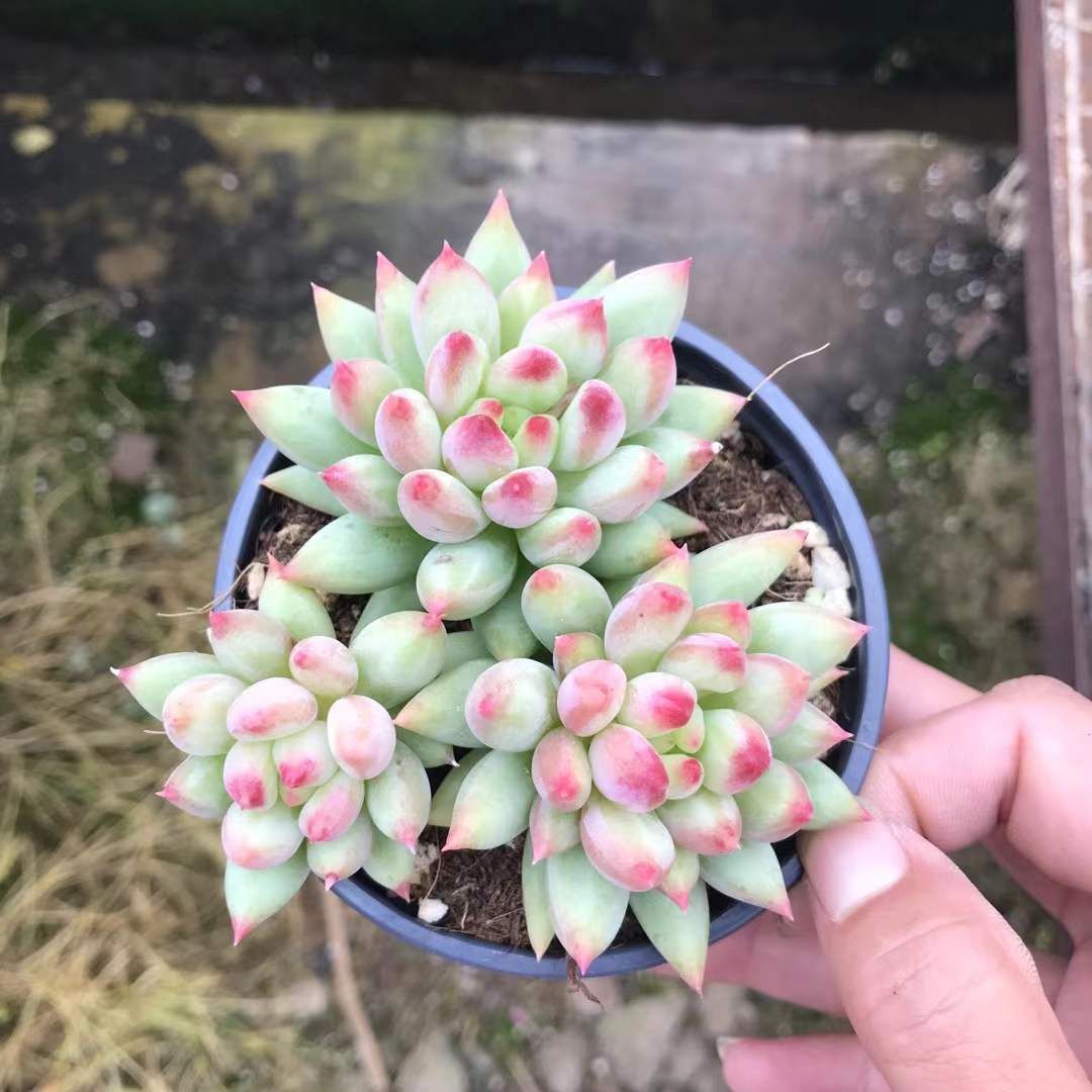 18株の抜き苗セット】グリーンツメ美人3頭 多肉植物 佐川急便発送