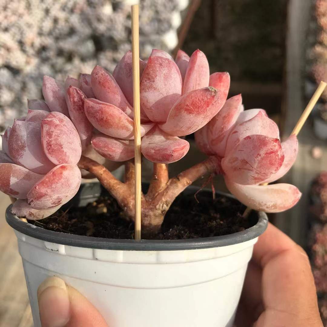 多肉植物　韓国苗　スターマーク　大きめ　抜き苗 現物 多肉植物 スターマーク 抜き苗 | るる農園~多肉植物専門