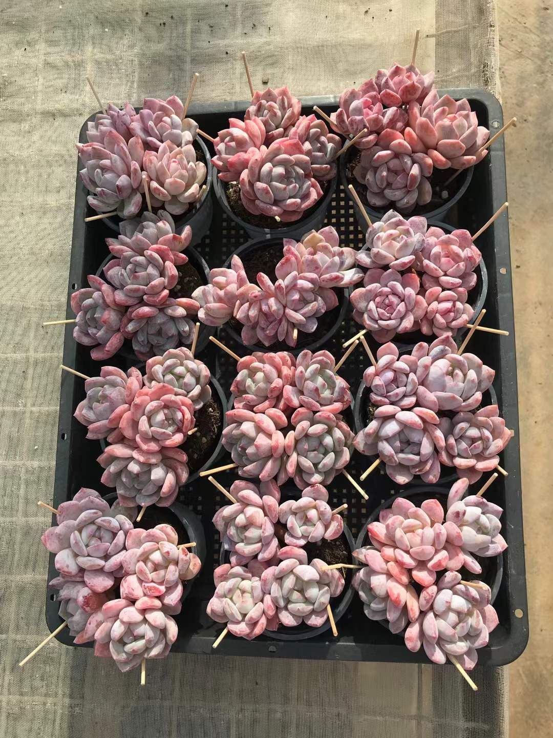 15株の抜き苗セット】スターシェッド4頭 多肉植物 佐川急便発送