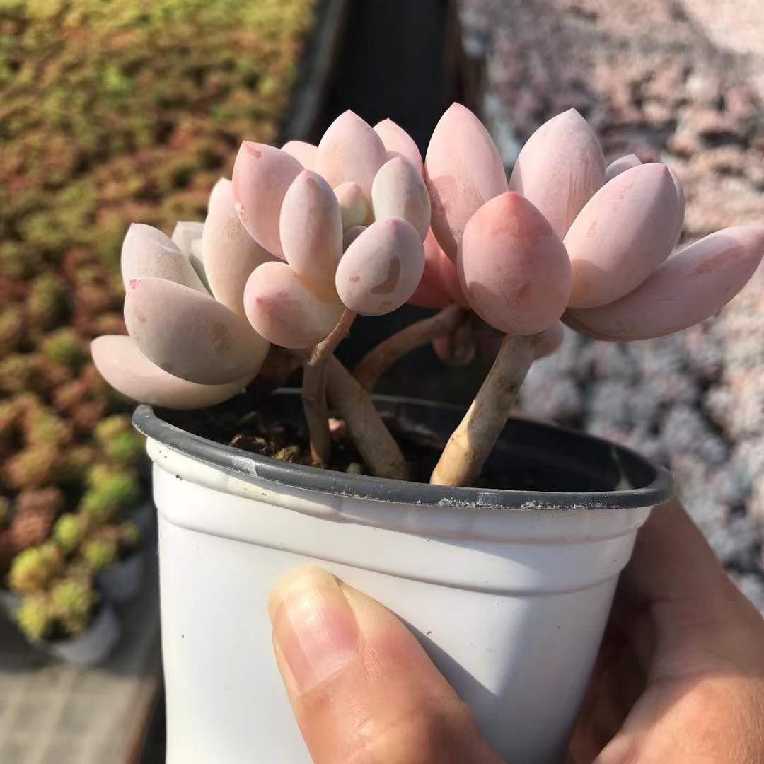 18株の抜き苗セット】パルファム4頭 多肉植物 佐川急便発送 エケベリア