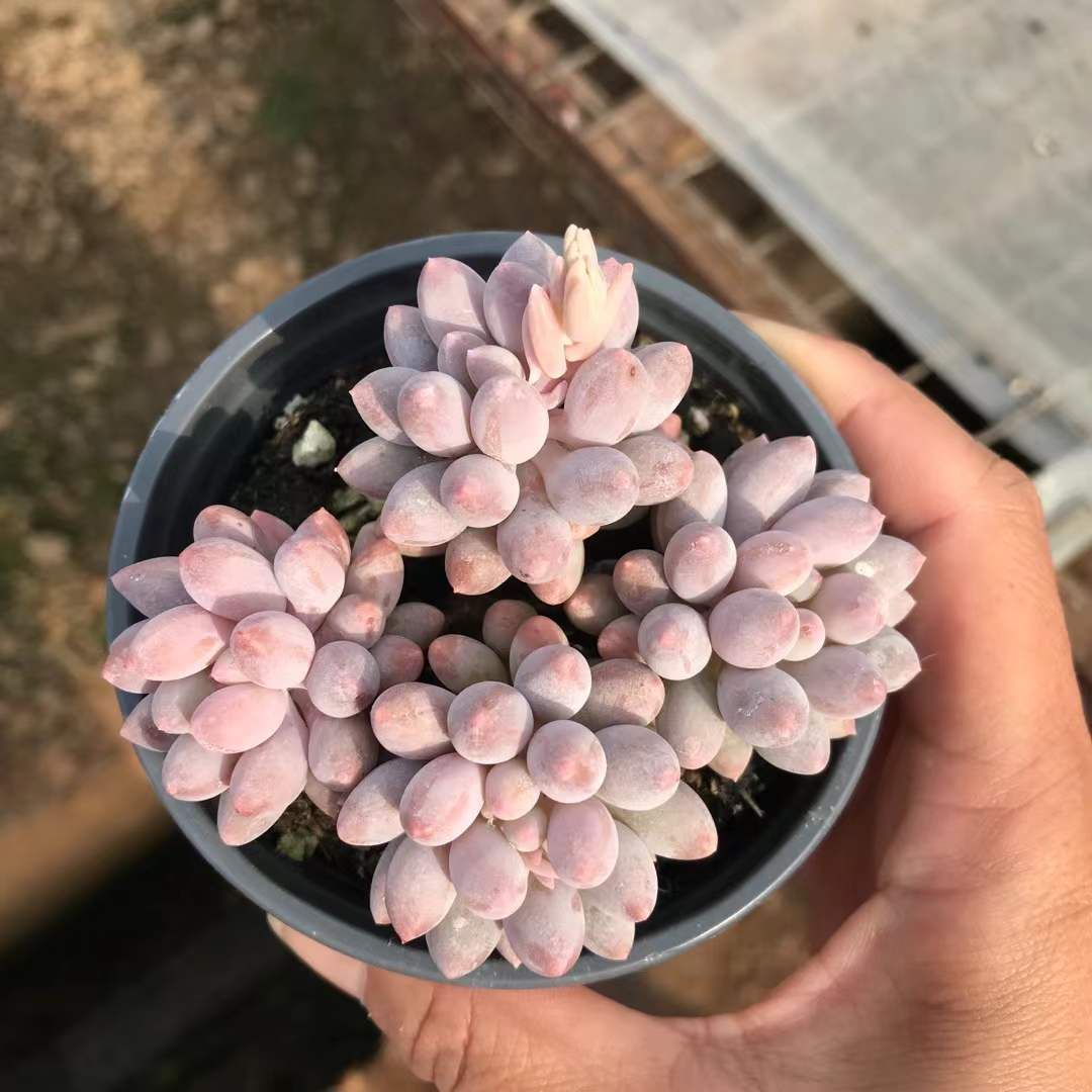 18株の抜き苗セット】ベビーフィンガー3頭 多肉植物 佐川急便発送