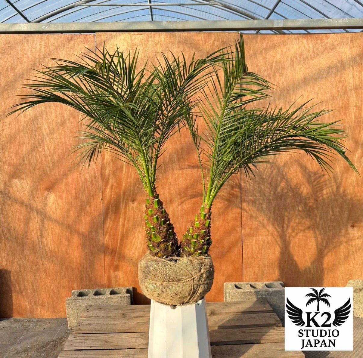 限定株】フェニックス・ロベレニー🌴 2本立ち 希少な極太幹✨ 葉先約