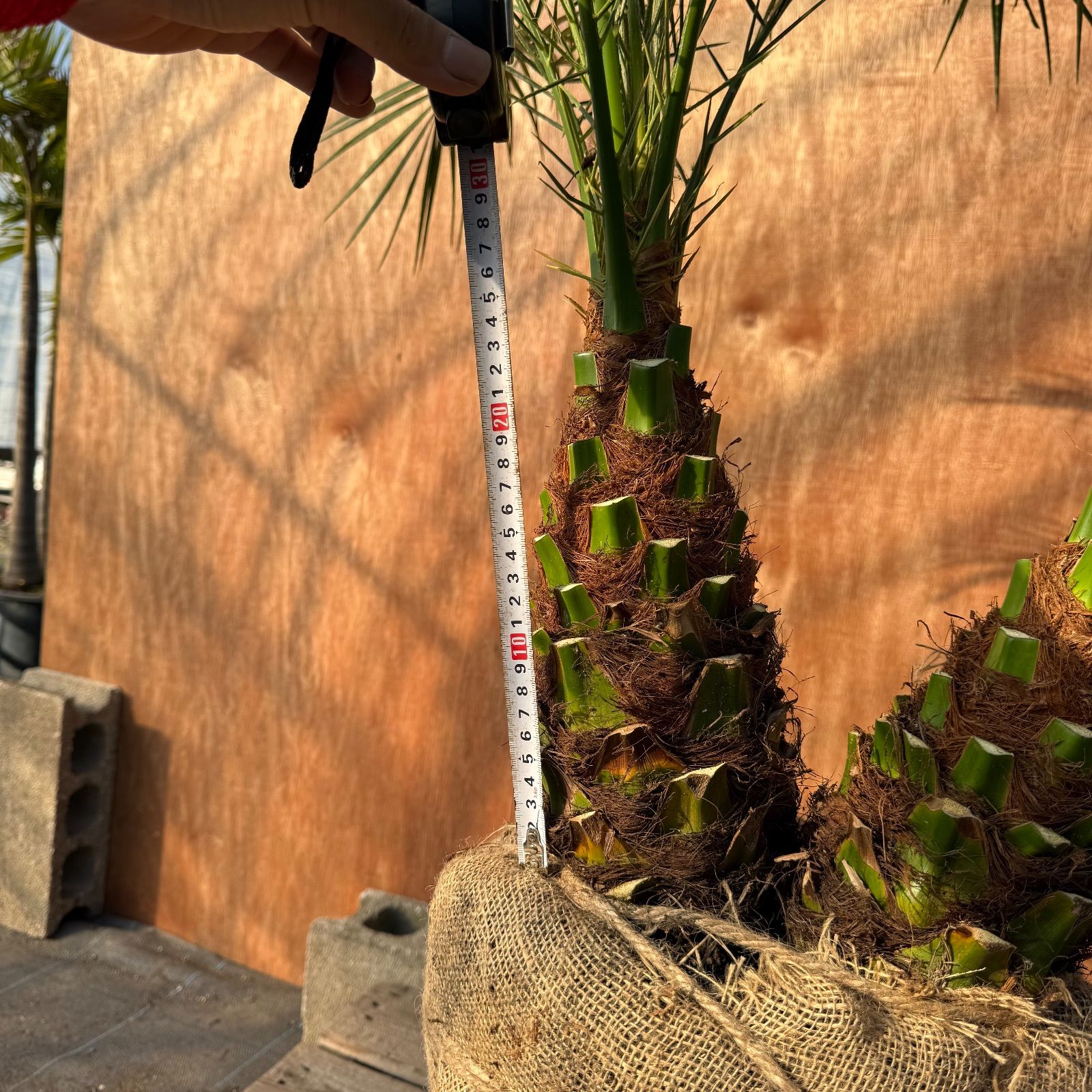 限定株】フェニックス・ロベレニー🌴 2本立ち 希少な極太幹✨ 葉先約