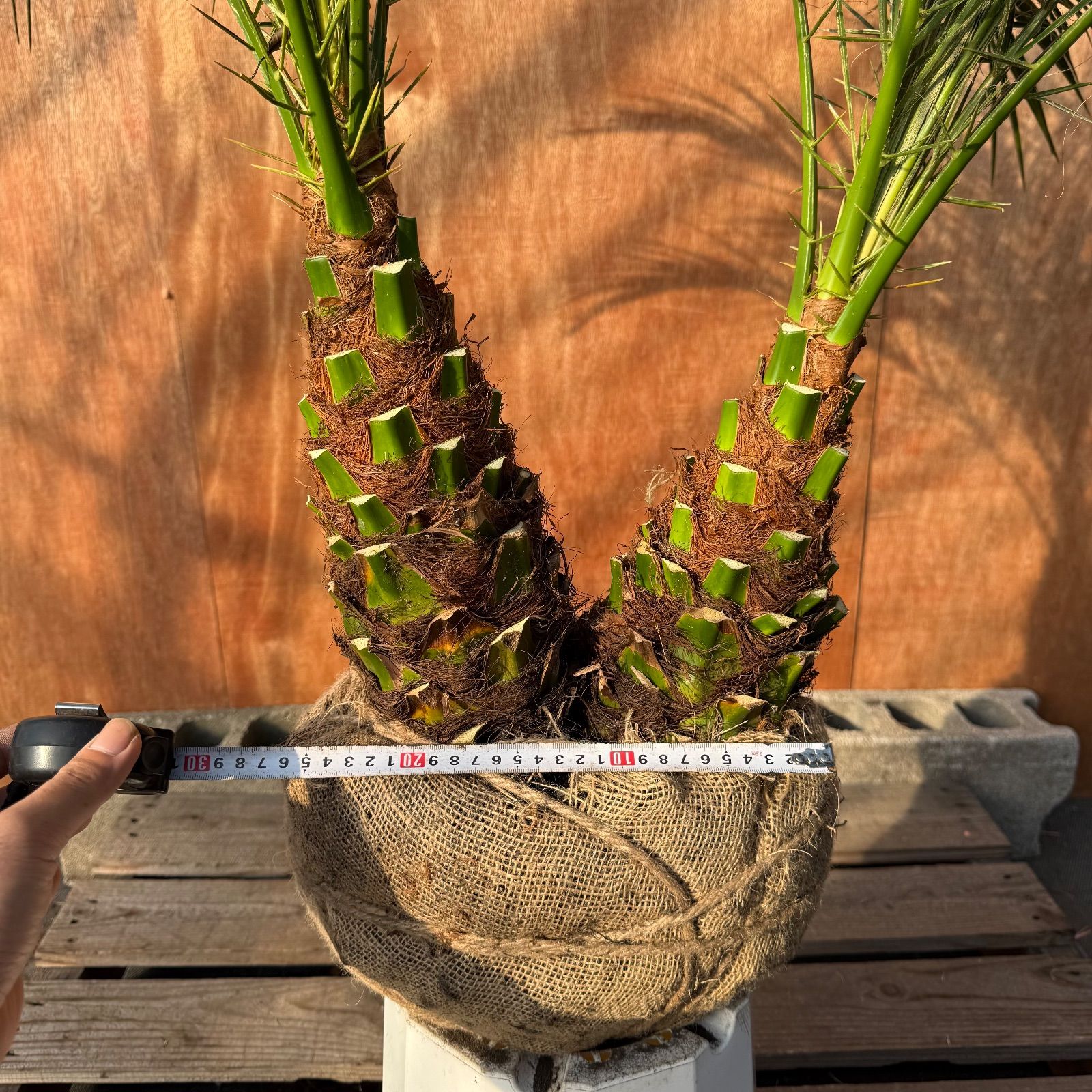 限定株】フェニックス・ロベレニー🌴 2本立ち 希少な極太幹✨ 葉先約